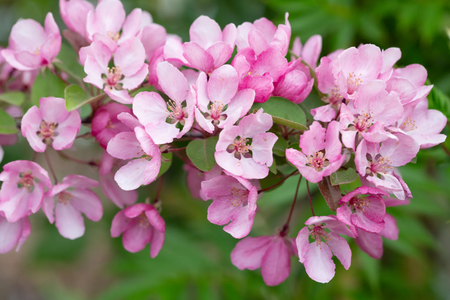 Malus Indian Magic