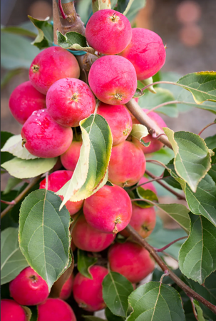 Malus Jelly King