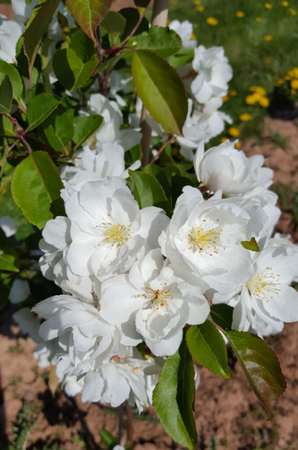 Malus Madonna (Mazam)