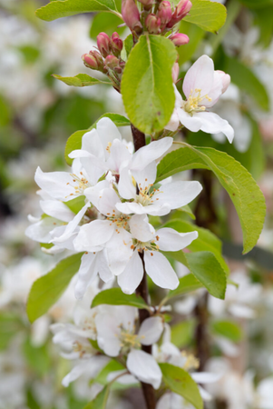 Malus Pink Glow