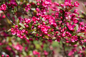 Malus Prairie Fire®