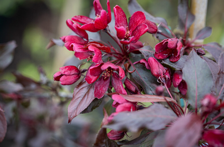 Malus Royalty