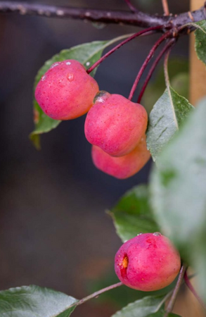 Malus Rudolph