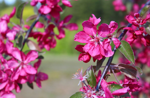 Malus x pur Crimson Cascade