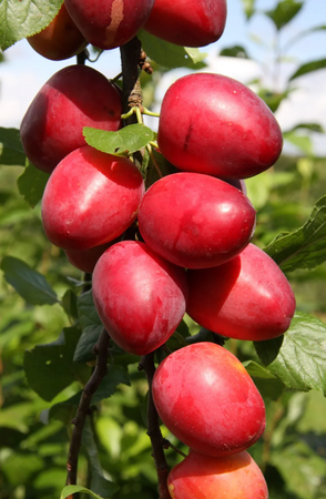Mirabelle (Prunus) Ruby COLUMNAR™