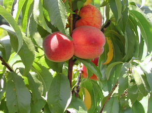 Peach (Prunus) Avalon Pride®
