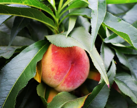 Peach (Prunus) Garden Lady