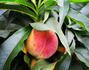 Peach (Prunus) Garden Lady