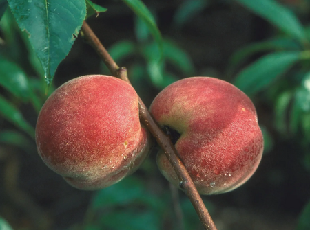 Peach (Prunus) Gorgeous