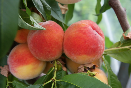 Peach (Prunus) Red Haven