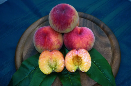 Peach (Prunus) Rochester