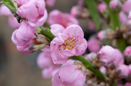 Peach (Prunus) Terrace Amber®