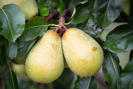 Pear (Pyrus) Beth