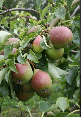 Pear (Pyrus) Christie