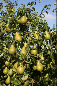 Pear (Pyrus) Concorde