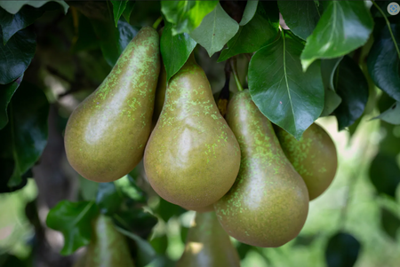 Pear (Pyrus) Conference