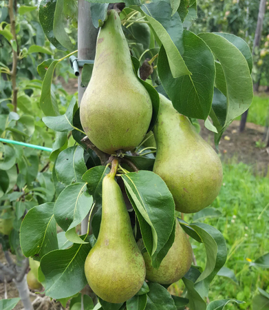 Pear (Pyrus) Conference Moors Giant® - image 2
