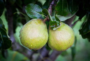 Pear (Pyrus) Doyenne du Comice