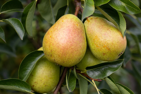 Pear (Pyrus) Invincible delwinor fertilia®