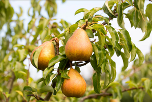 Pear (Pyrus) Onward