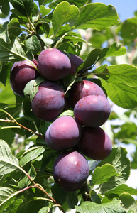 Plum (Prunus) Czar