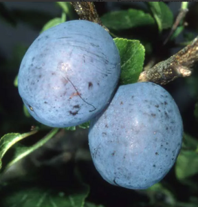Plum (Prunus) Herman