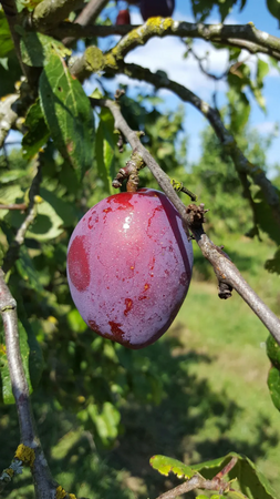 Plum (Prunus) Jubilee