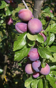 Plum (Prunus) Malling™ Elizabeth®