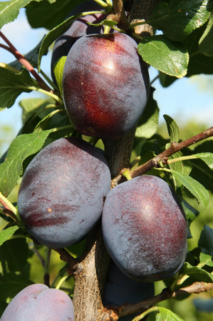 Plum (Prunus) Marjorie's Seedling