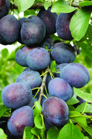 Plum (Prunus) Toptaste® Kulinaria