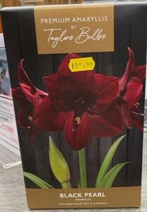 Premium Amaryllis Black Pearl