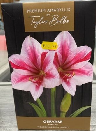 Premium Amaryllis Gervase