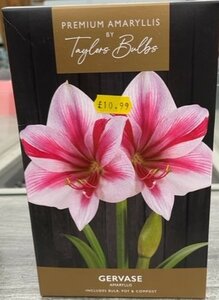 Premium Amaryllis Gervase