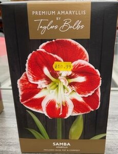 Premium Amaryllis Samba