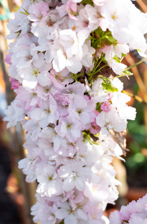 Prunus Amanogawa
