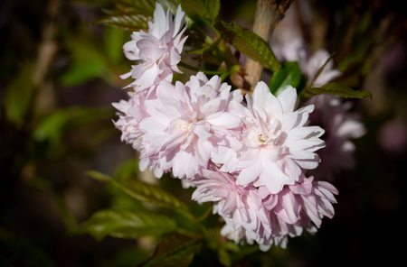 Prunus Asano