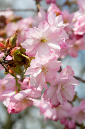 Prunus Beni-yutaka