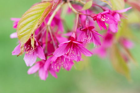 Prunus campanulata Felix Jury