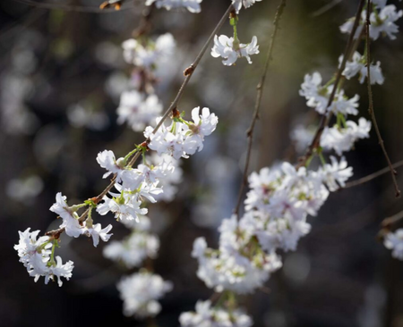 Prunus Crystal Fals
