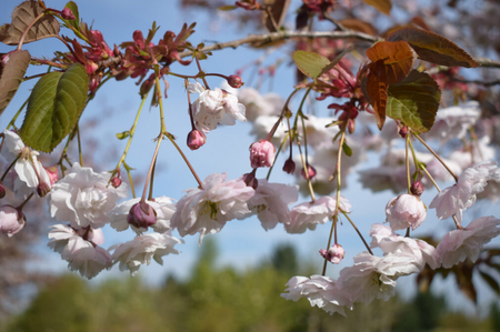 Prunus Fugenzo (Shirofugen)
