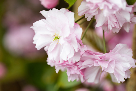 Prunus Kanzan