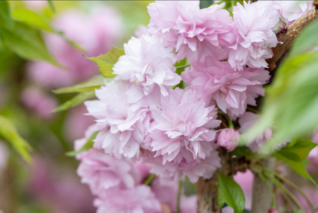 Prunus Kiku-shidare-zakura