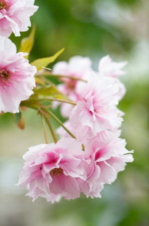 Prunus Little Pink Perfection