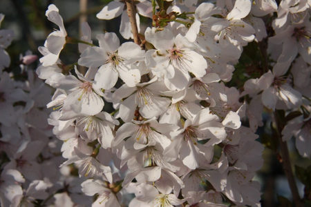 Prunus Pandora