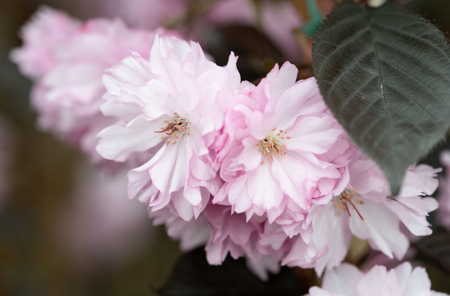 Prunus Royal Burgandy