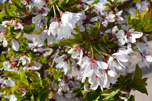 Prunus Snow Showers