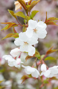 Prunus The Bride