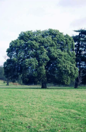 Quercus ilex