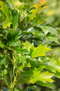 Quercus pal Green Pillar