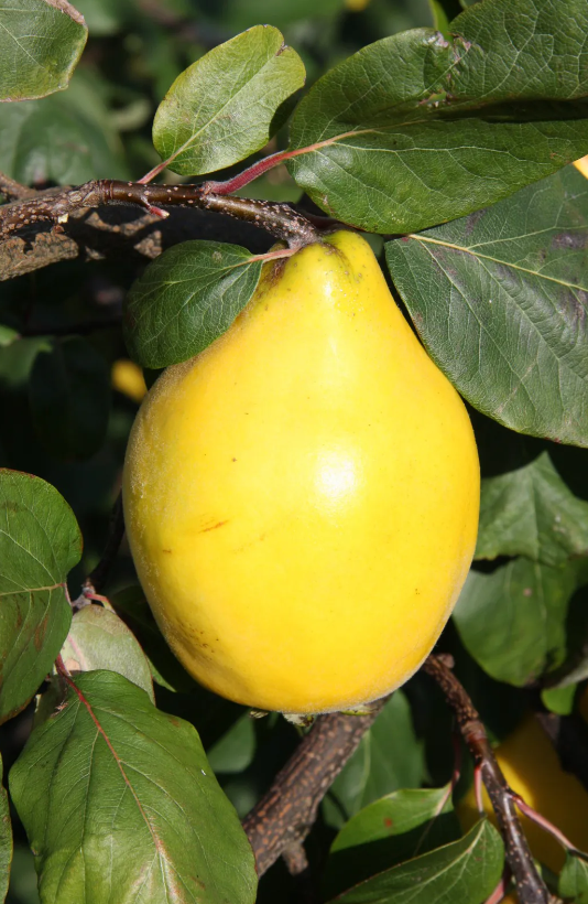 Quince (Cydonia) Aromatnaya Lyonshall Nurseries and Garden Centre